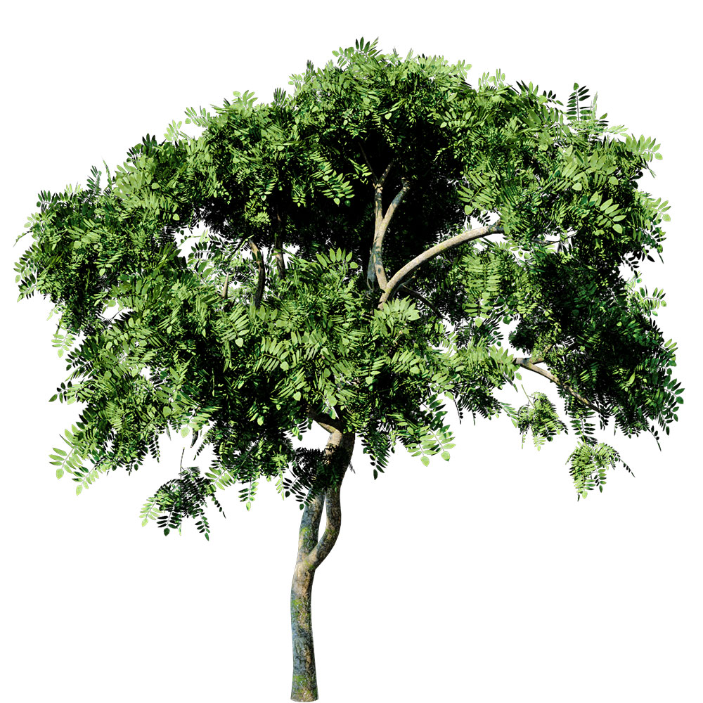咖喱叶树C4D模型 Curry Leaf Tree - C4D之家 - AS12_8_Billboard.jpg