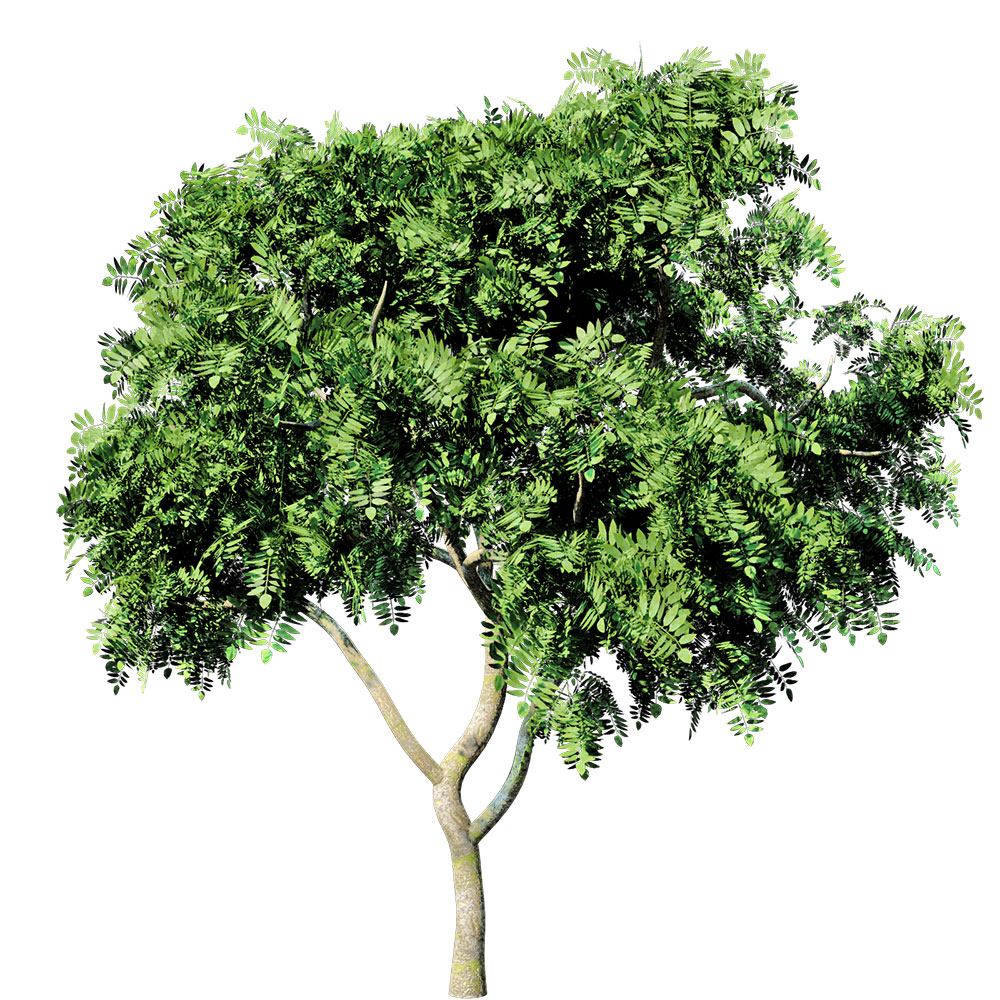 咖喱叶树C4D模型 Curry Leaf Tree - C4D之家 - AS12_9_Billboard.jpg