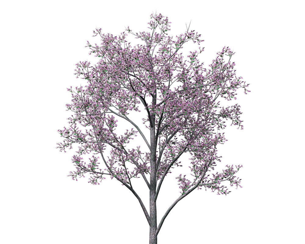 开花的犹大树C4D模型 Judas Tree - C4D之家 - BS01a_bill.jpg