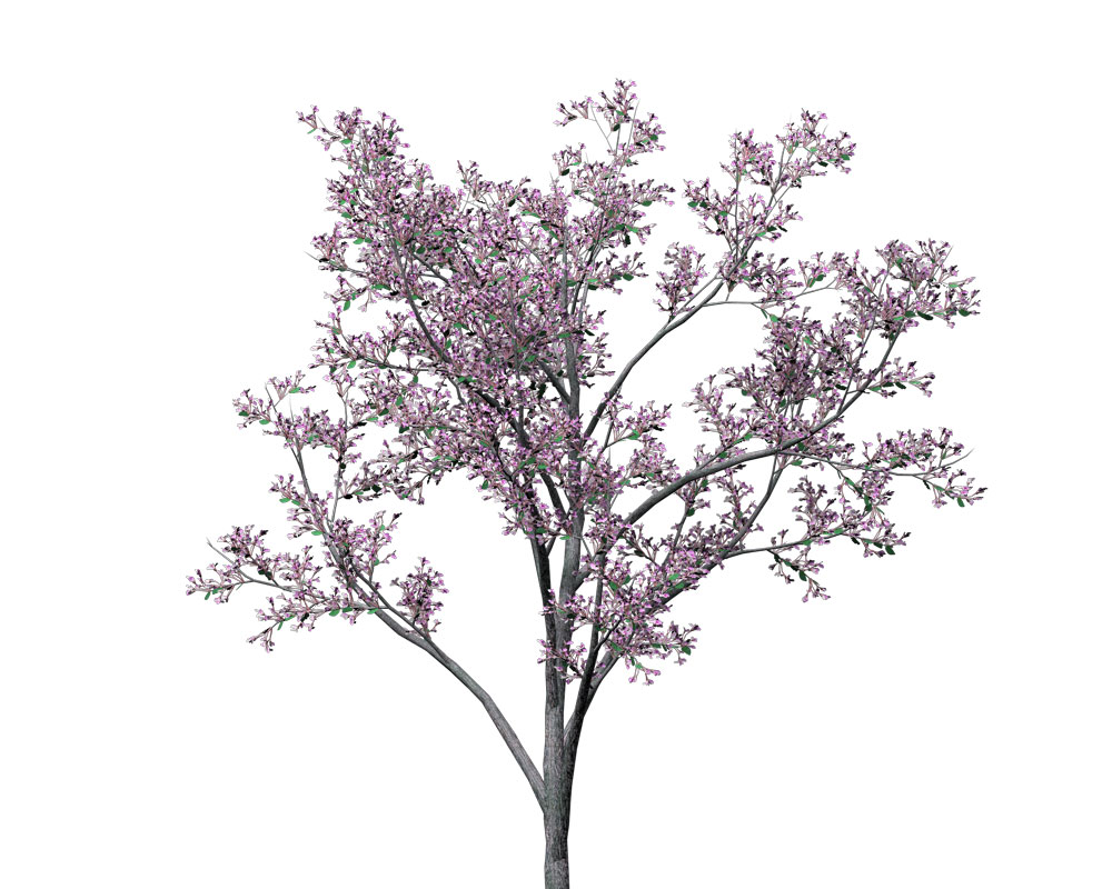 开花的犹大树C4D模型 Judas Tree - C4D之家 - BS01m_bill.jpg