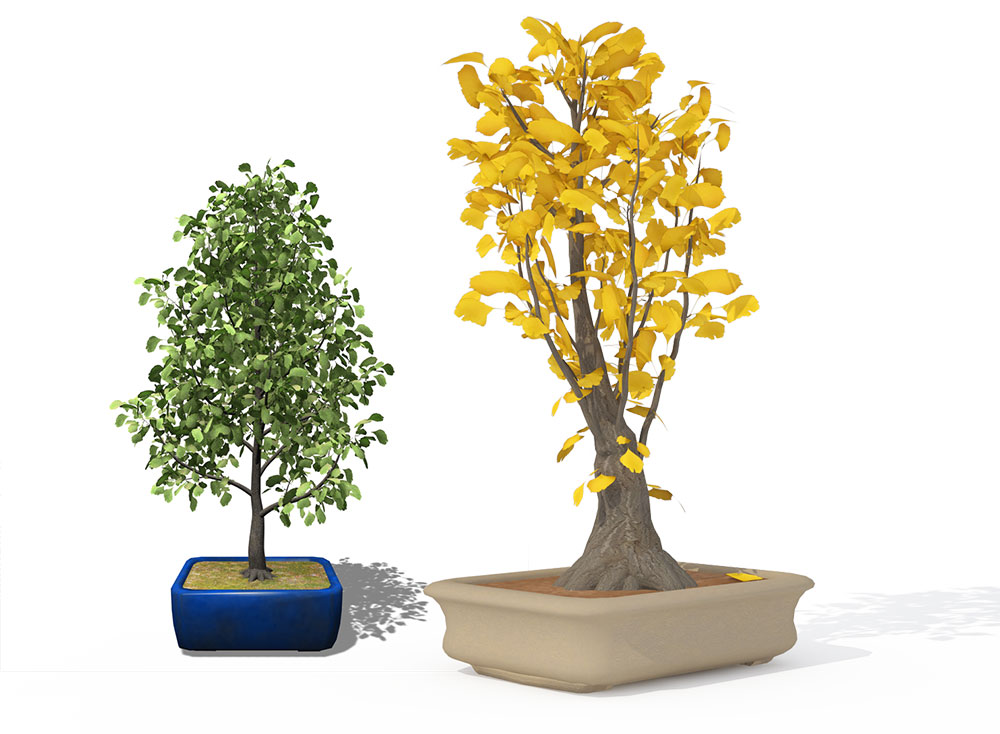 银杏树盆景C4D模型 Ginkgo - C4D之家 - BN08b_pers.jpg