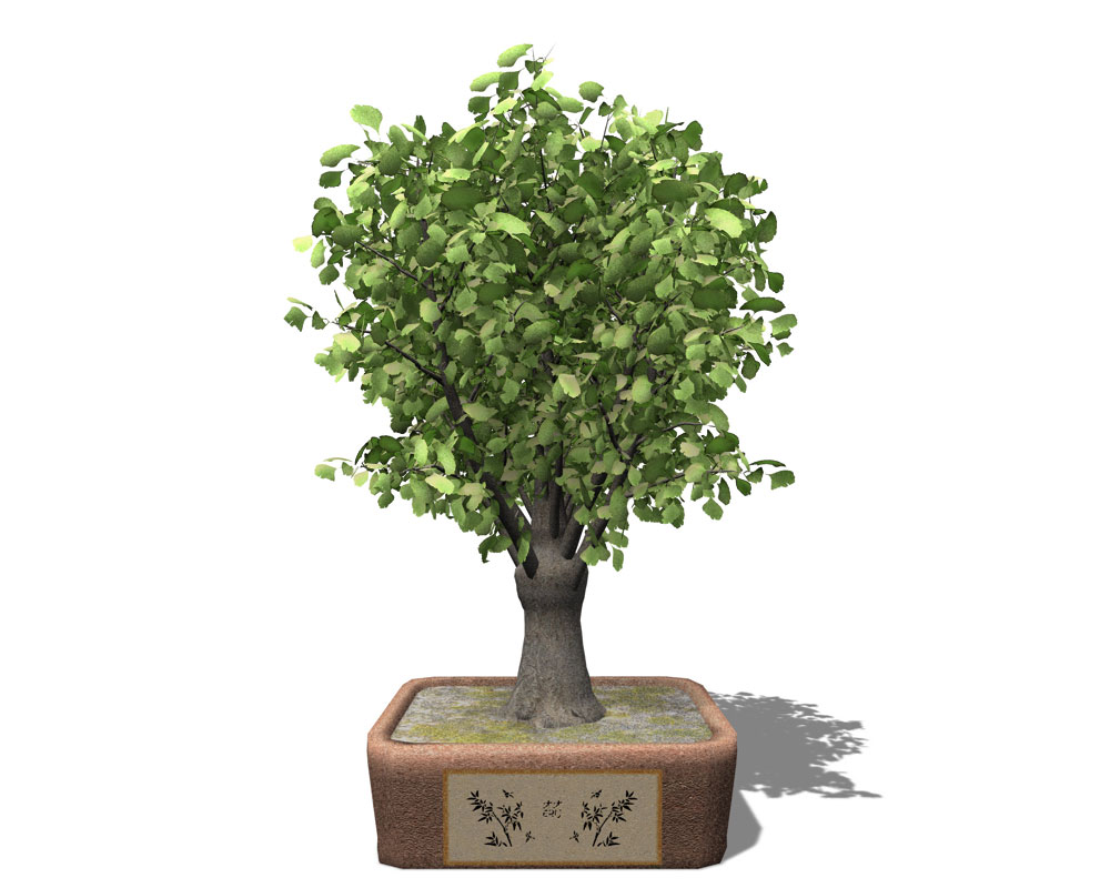 银杏树盆景C4D模型 Ginkgo - C4D之家 - BN08a_pers.jpg