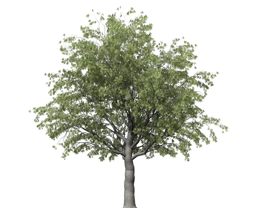 欧洲朴树C4D模型 European Hackberry