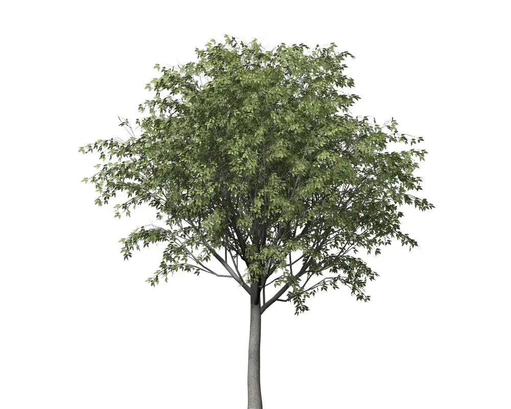 欧洲朴树C4D模型 European Hackberry - C4D之家 - EU06m_bill.jpg