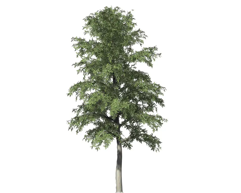 欧洲榉木C4D模型 European Beech