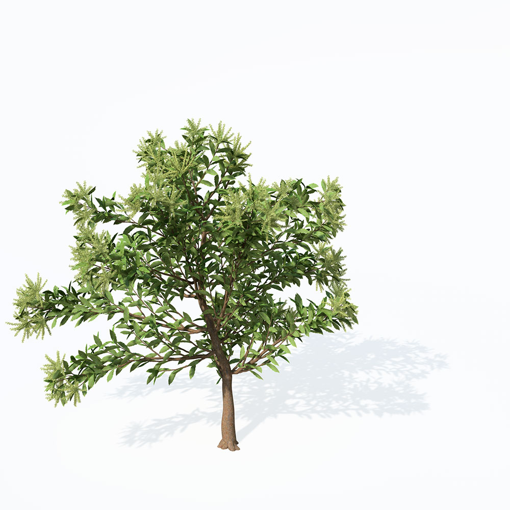 板栗树C4D模型 Chestnut 3d model - C4D之家 - EU43_Perspective_0001.jpg