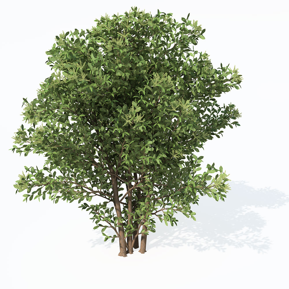 板栗树C4D模型 Chestnut 3d model - C4D之家 - EU43_Perspective_0004.jpg