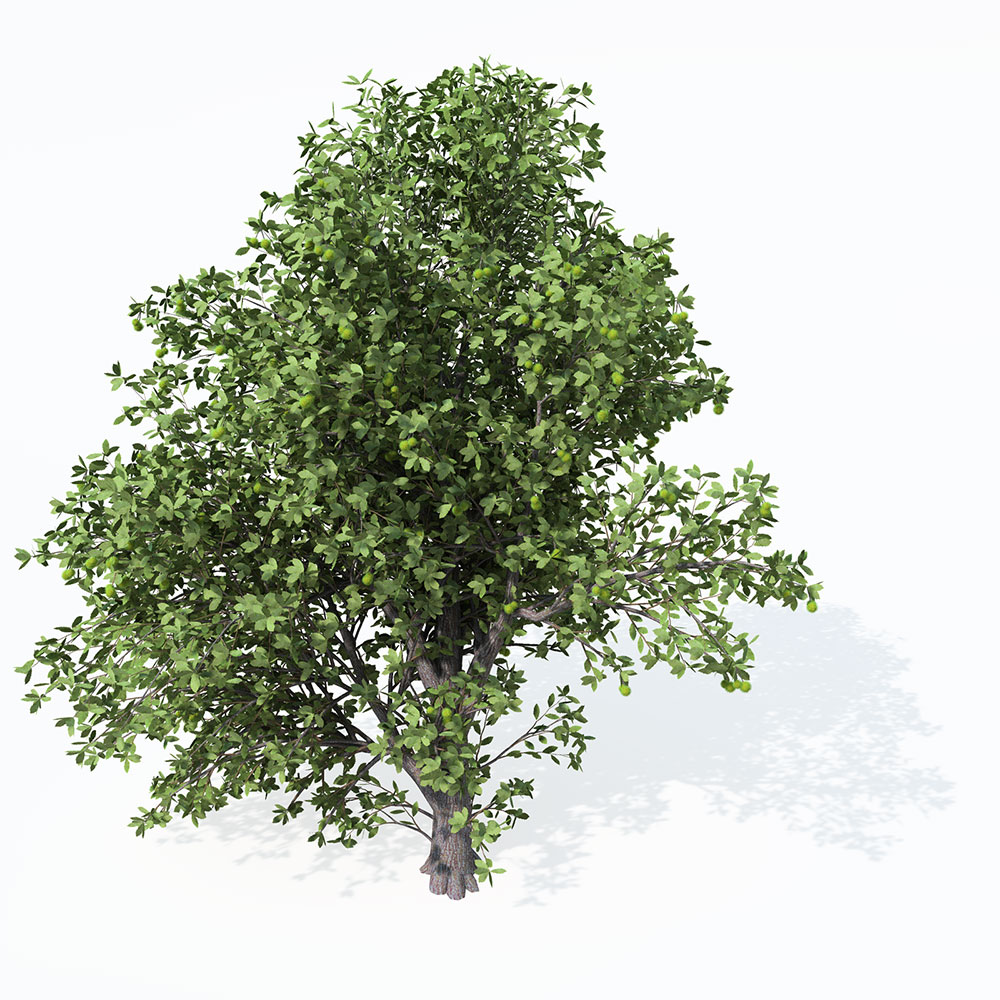 板栗树C4D模型 Chestnut 3d model - C4D之家 - EU43_Perspective_0005.jpg