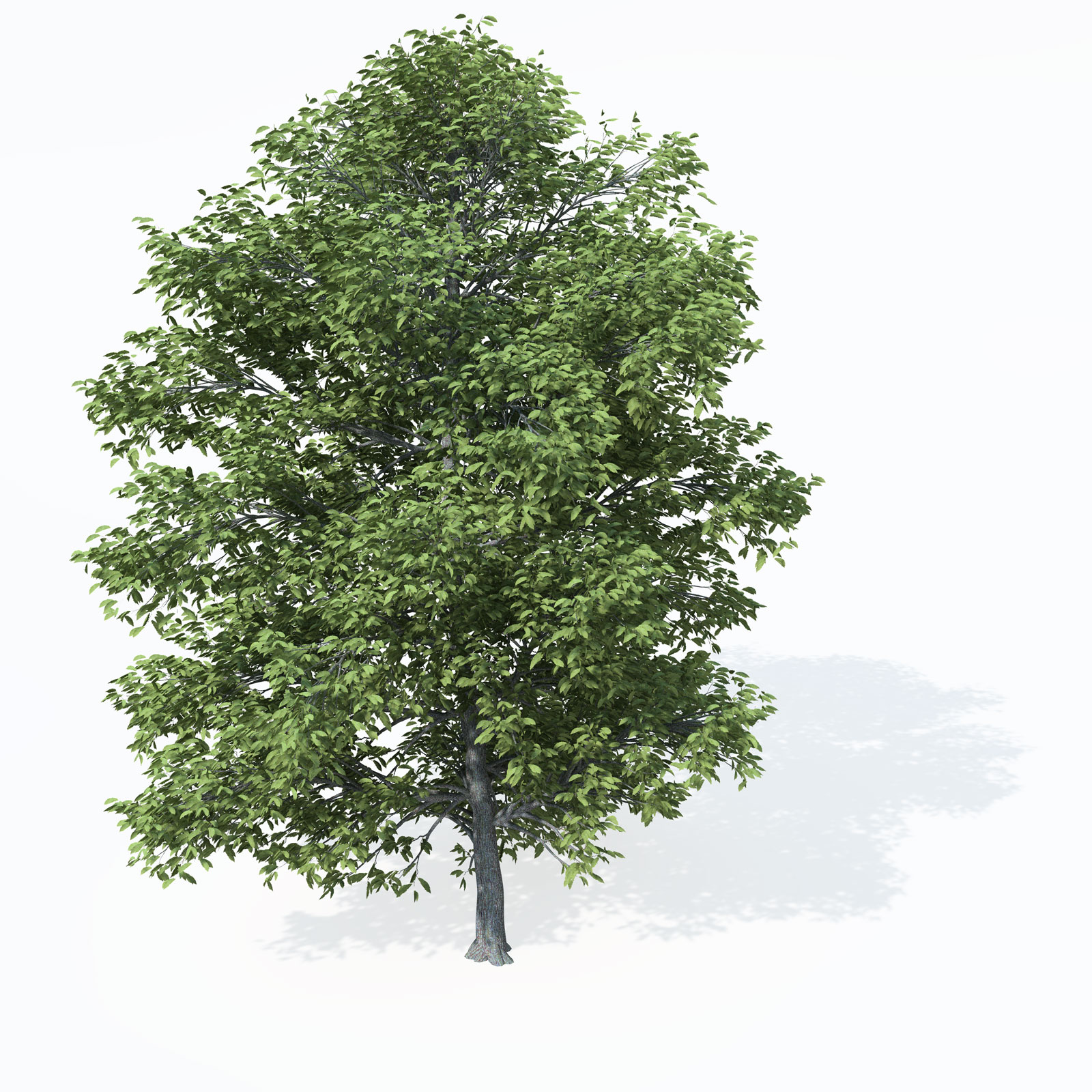 板栗树C4D模型 Chestnut 3d model - C4D之家 - EU43_Perspective_0008.jpg