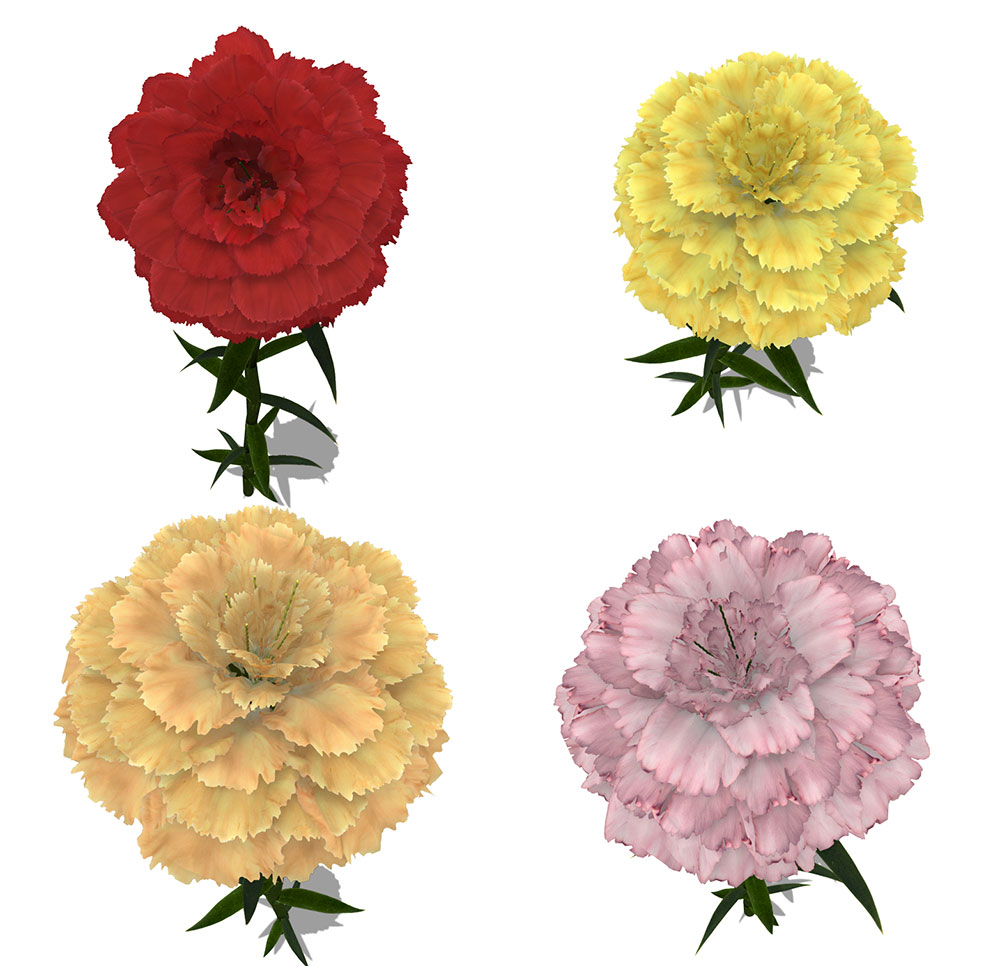 康乃馨花朵C4D模型 Carnation