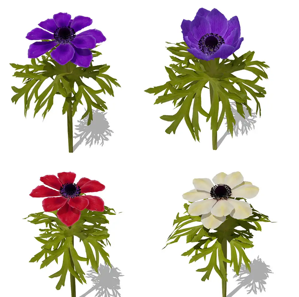 银莲花海葵罂粟C4D模型 Anemone coronaria Poppy Anemone C4D