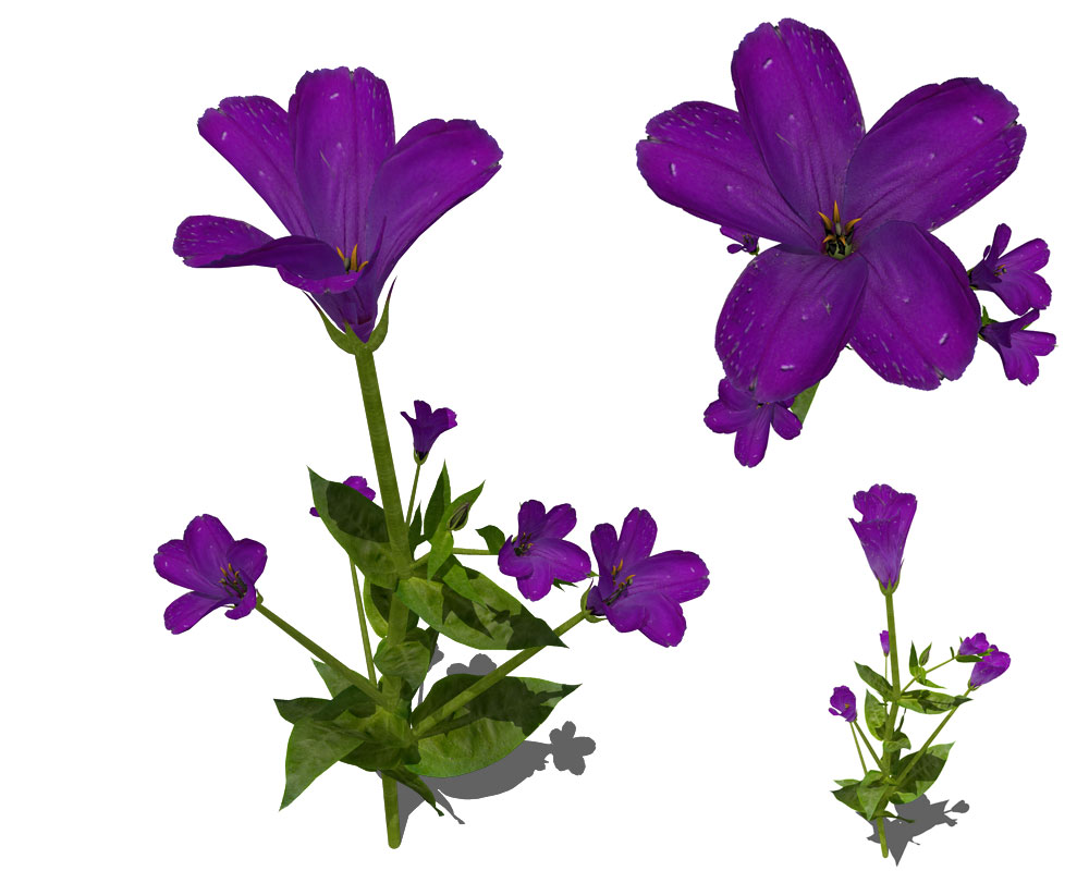 洋桔梗C4D模型 Eustoma grandiflorum Lisianthus C4D