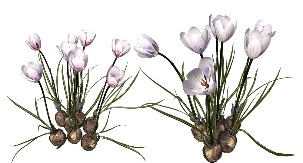 番红花C4D模型 Crocus 3d model - C4D之家 - FL43_Perspective_09.jpg