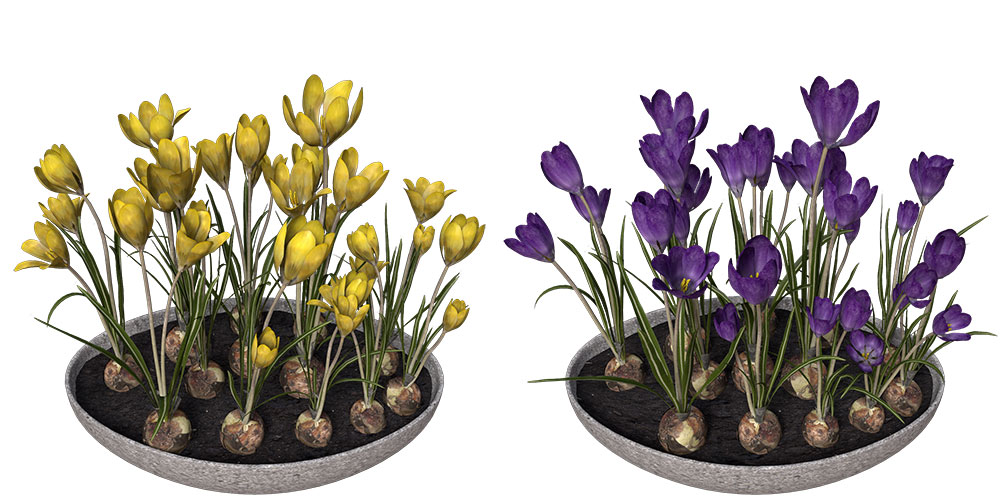 番红花C4D模型 Crocus 3d model - C4D之家 - FL43_Perspective_05.jpg