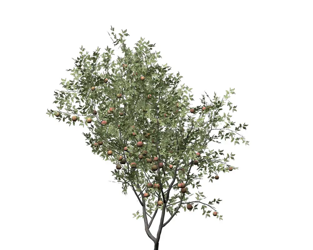 桃树C4D模型 peach tree 3d model - C4D之家 - FR16y_bill.jpg