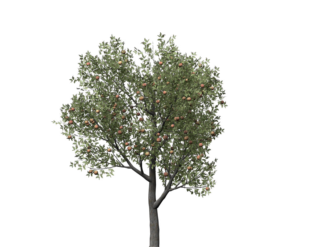 桃树C4D模型 peach tree 3d model