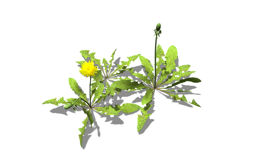 蒲公英C4D模型 Dandelion 3d model - C4D之家 - GC17_pers.jpg