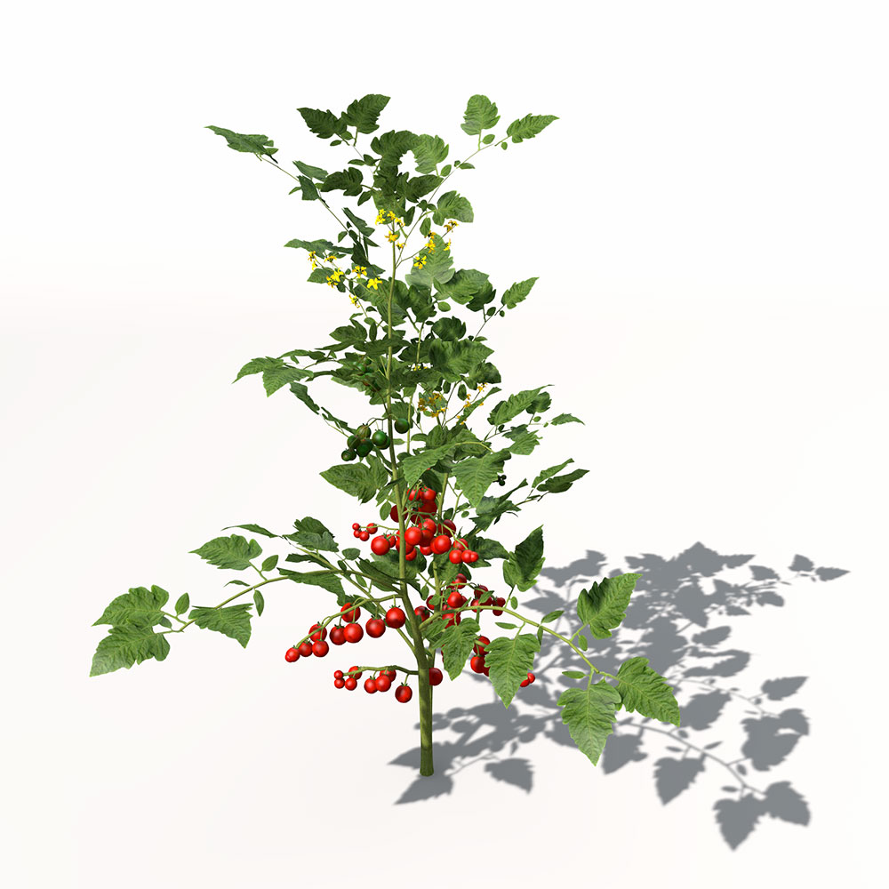 小西红柿C4D模型 Cherry Tomato 3d model