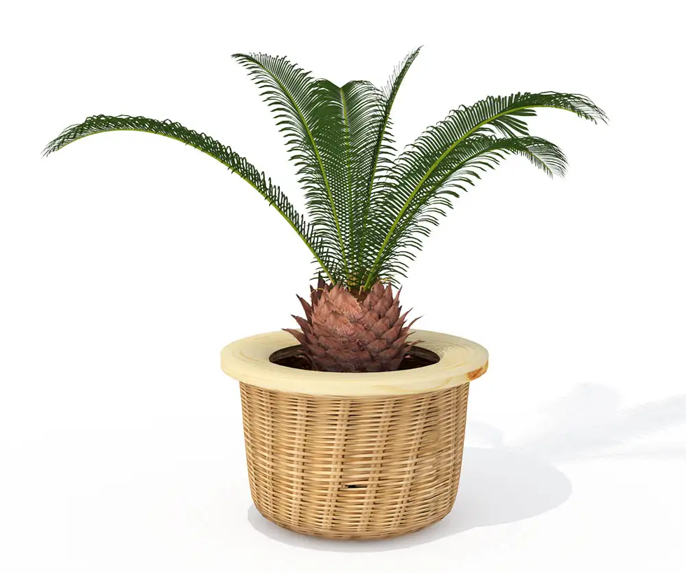 西米棕榈C4D模型 Sago Palm - C4D之家 - HP05_3pers.jpg