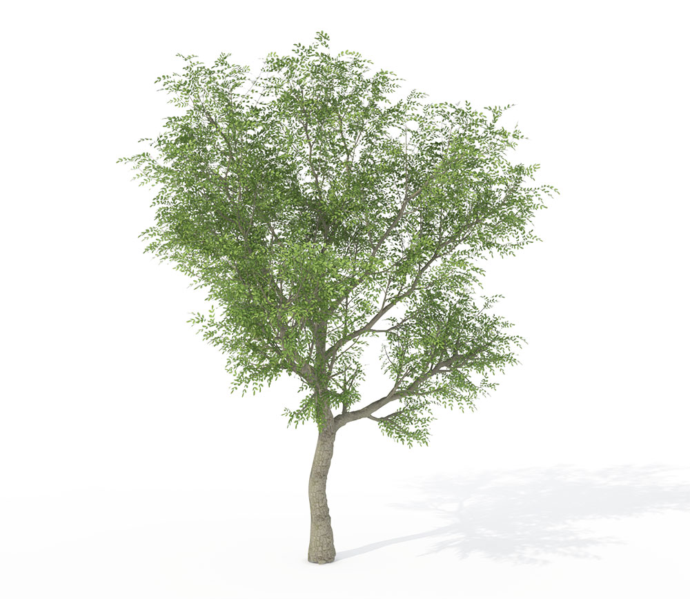 日本核桃树C4D模型 Japanese Walnut 3d model - C4D之家 - JA08a_pers.jpg