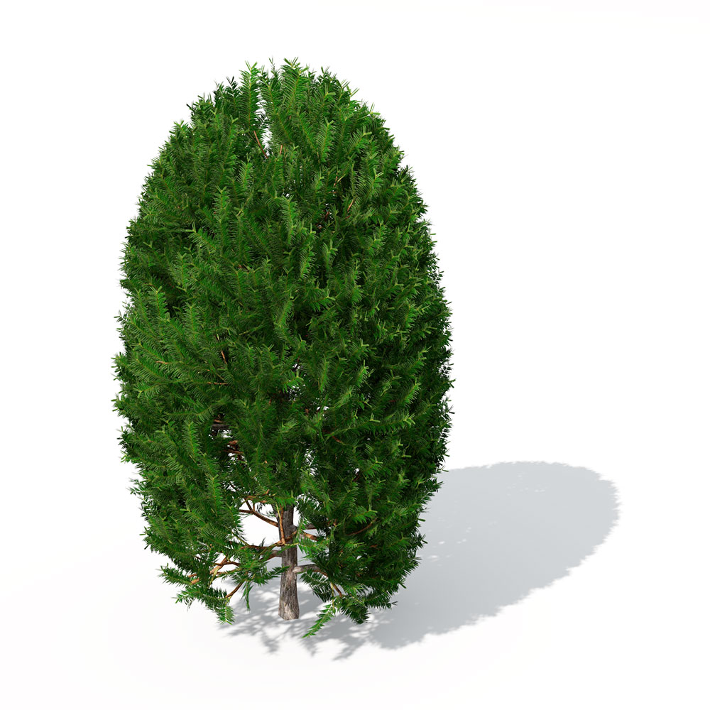 红豆杉C4D模型 English Yew - C4D之家 - LS17_Perspective_0003.jpg