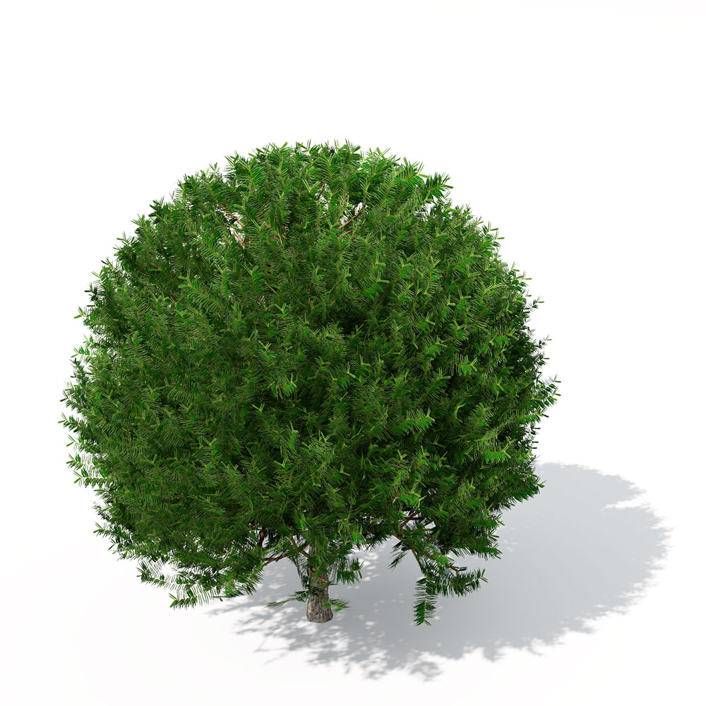 红豆杉C4D模型 English Yew