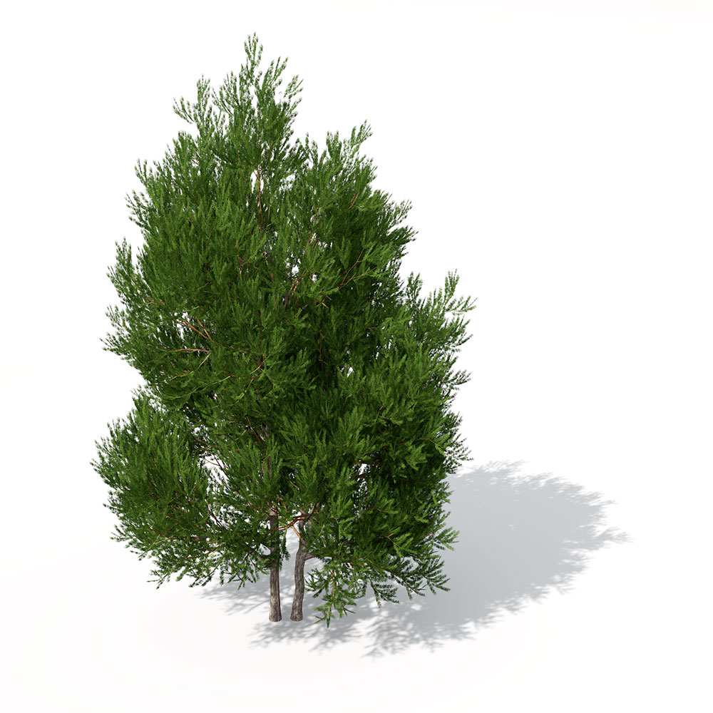 红豆杉C4D模型 English Yew - C4D之家 - LS17_Perspective_0007.jpg
