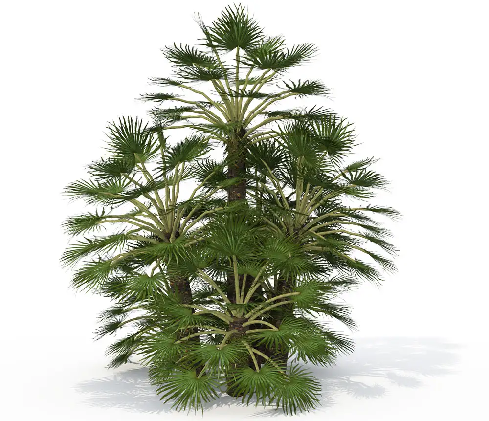 地中海扇形棕榈C4D模型 Mediterranean Fan Palm - C4D之家 - ML04mg_pers.jpg