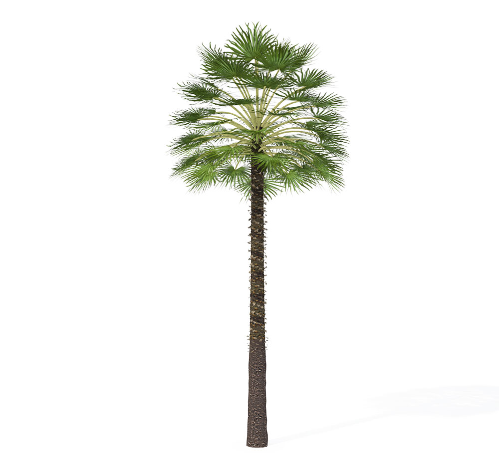 地中海扇形棕榈C4D模型 Mediterranean Fan Palm