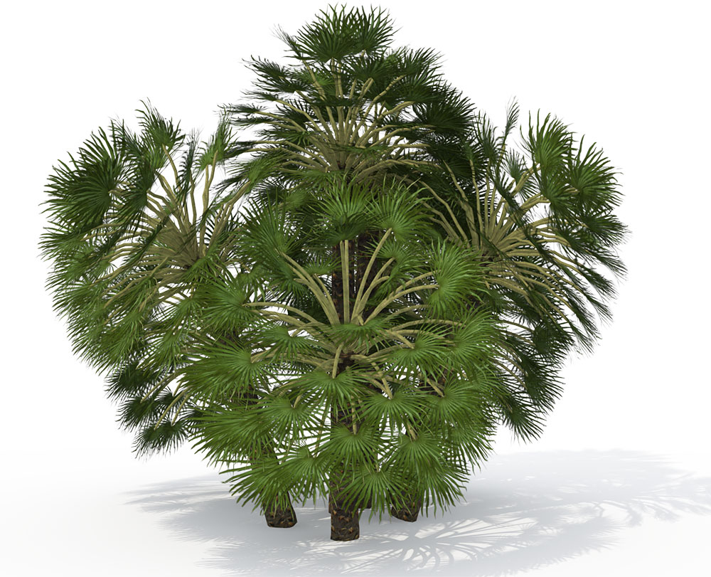 地中海扇形棕榈C4D模型 Mediterranean Fan Palm - C4D之家 - ML04ag_pers.jpg