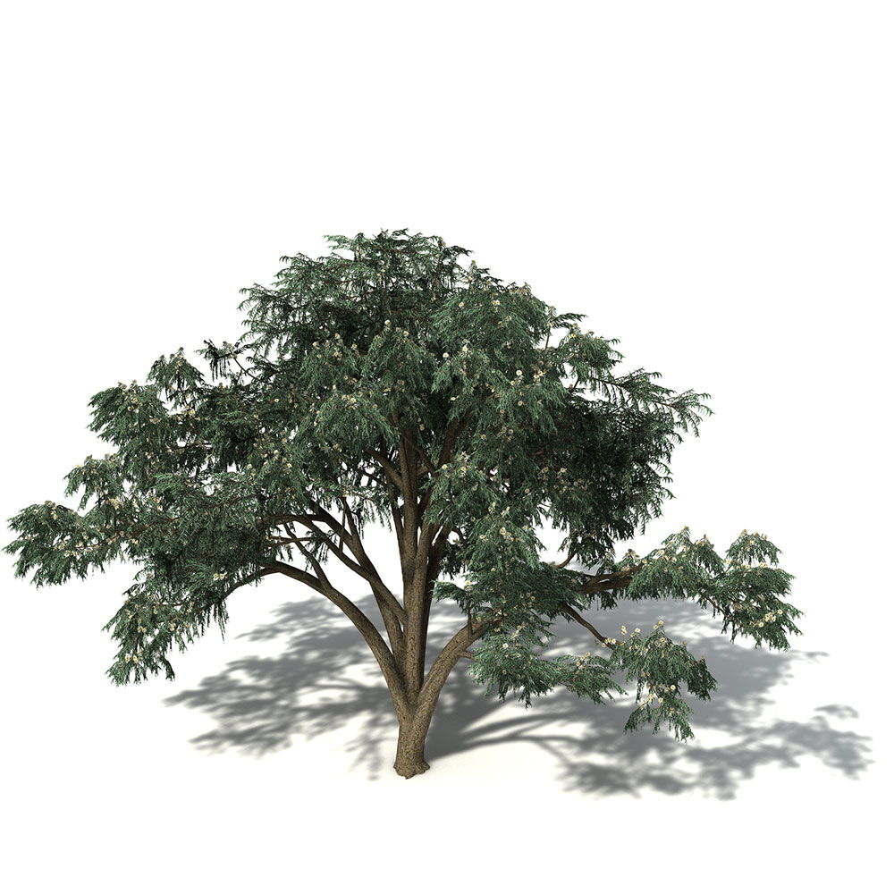 蓝胶桉树C4D模型 Blue-Gum Eucalyptus