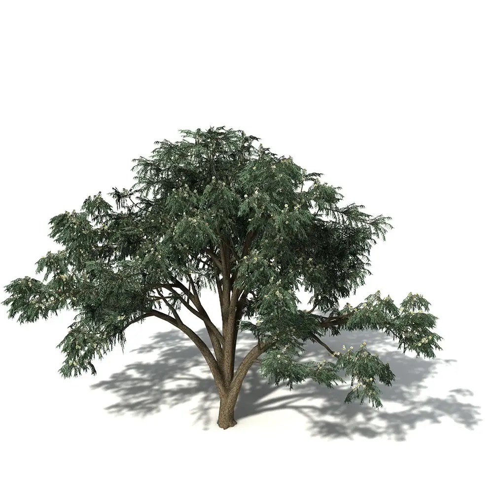 蓝胶桉树C4D模型 Blue-Gum Eucalyptus - C4D之家 - OC12_6_pers.jpg