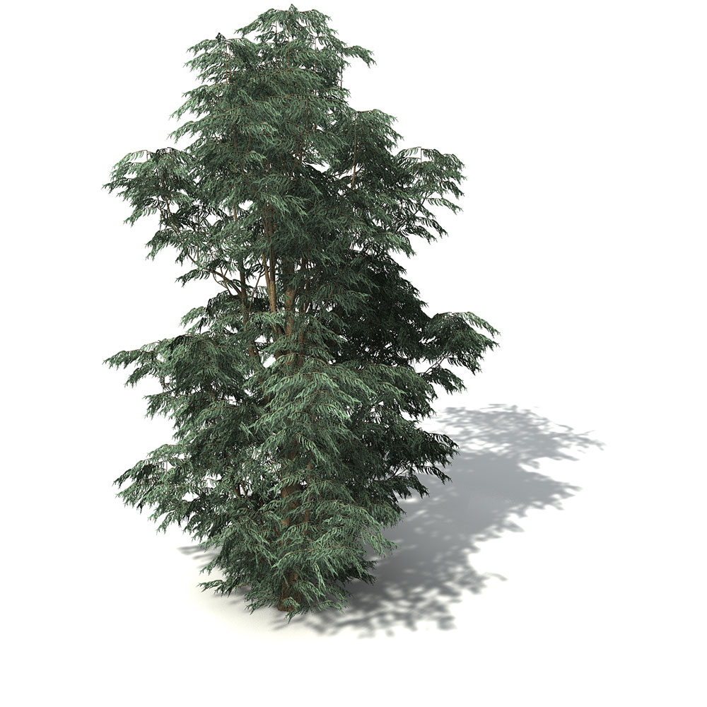 蓝胶桉树C4D模型 Blue-Gum Eucalyptus - C4D之家 - OC12_7_pers.jpg