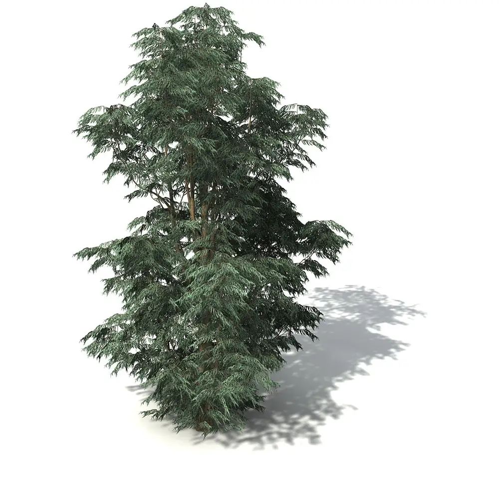 蓝胶桉树C4D模型 Blue-Gum Eucalyptus - C4D之家 - OC12_7_pers.jpg