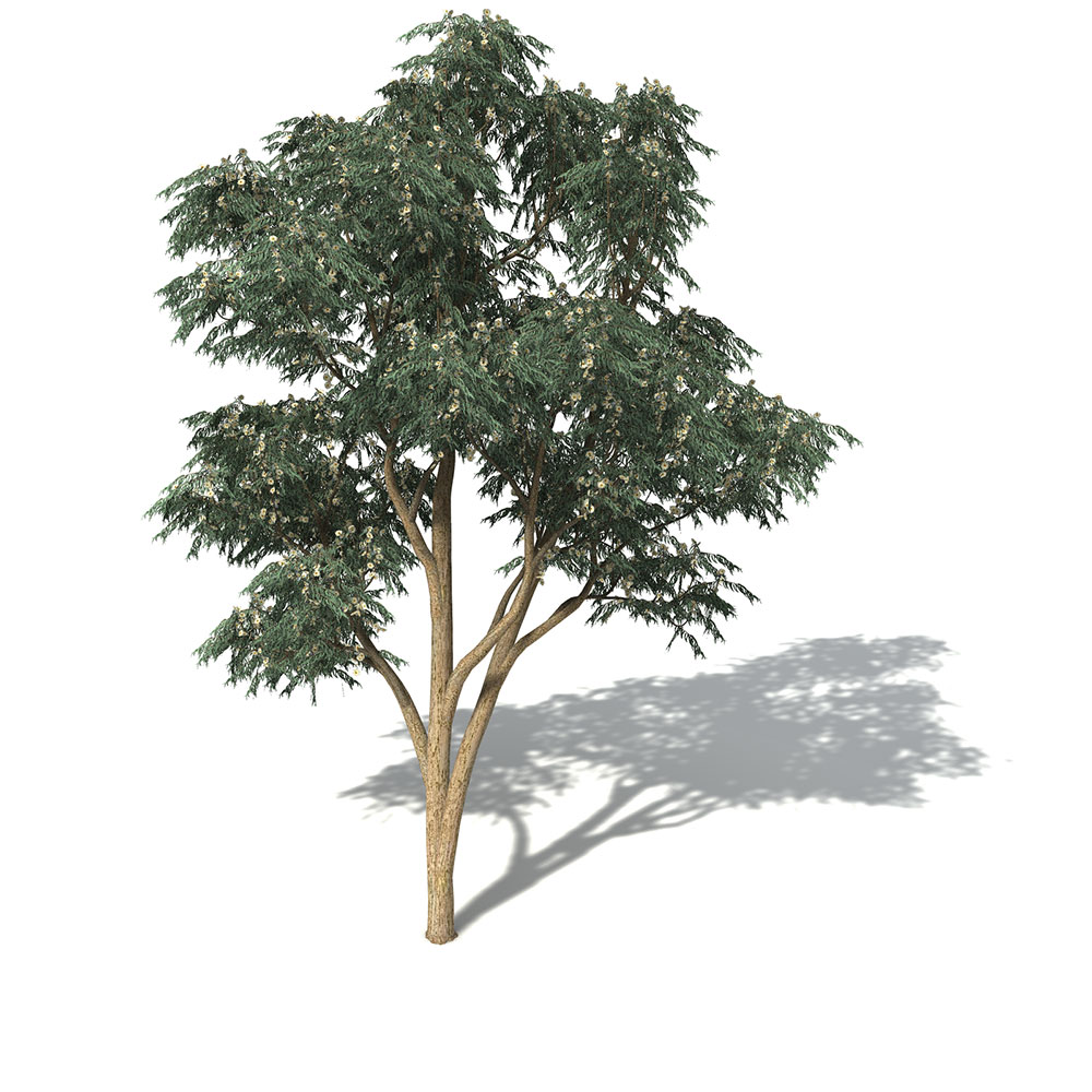 蓝胶桉树C4D模型 Blue-Gum Eucalyptus - C4D之家 - OC12_8_pers.jpg