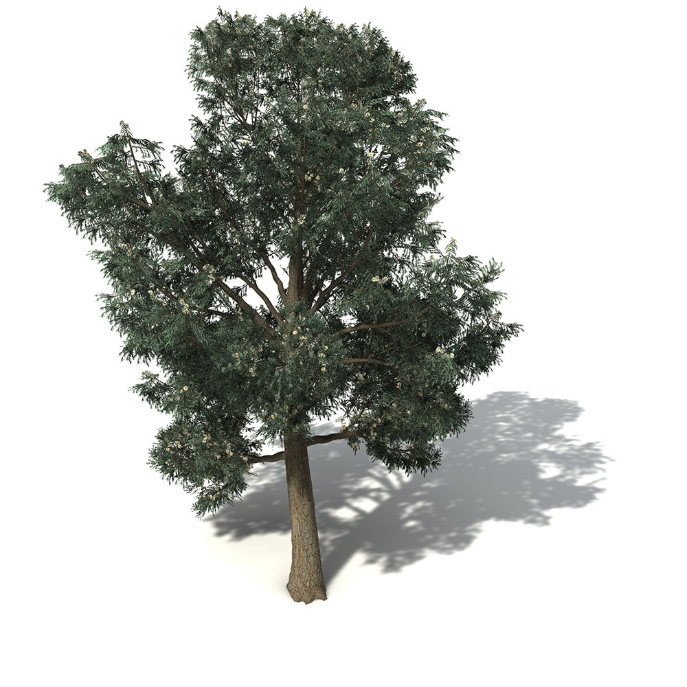 蓝胶桉树C4D模型 Blue-Gum Eucalyptus - C4D之家 - OC12_9_pers.jpg