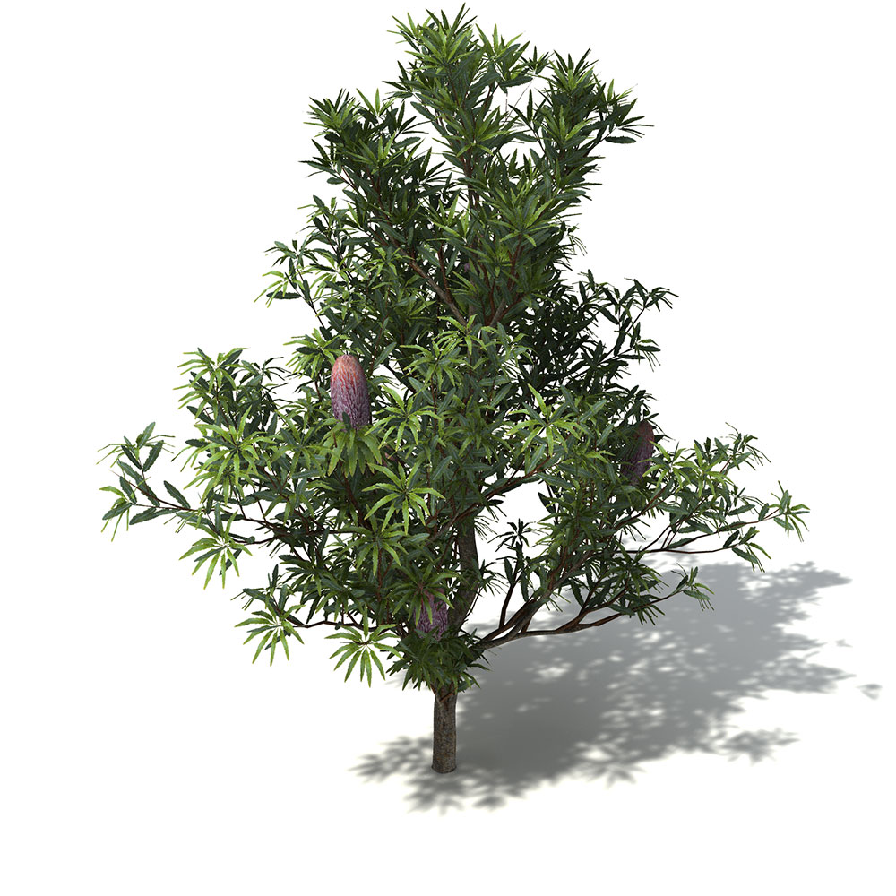 锯山龙眼树C4D模型 Saw Banksia