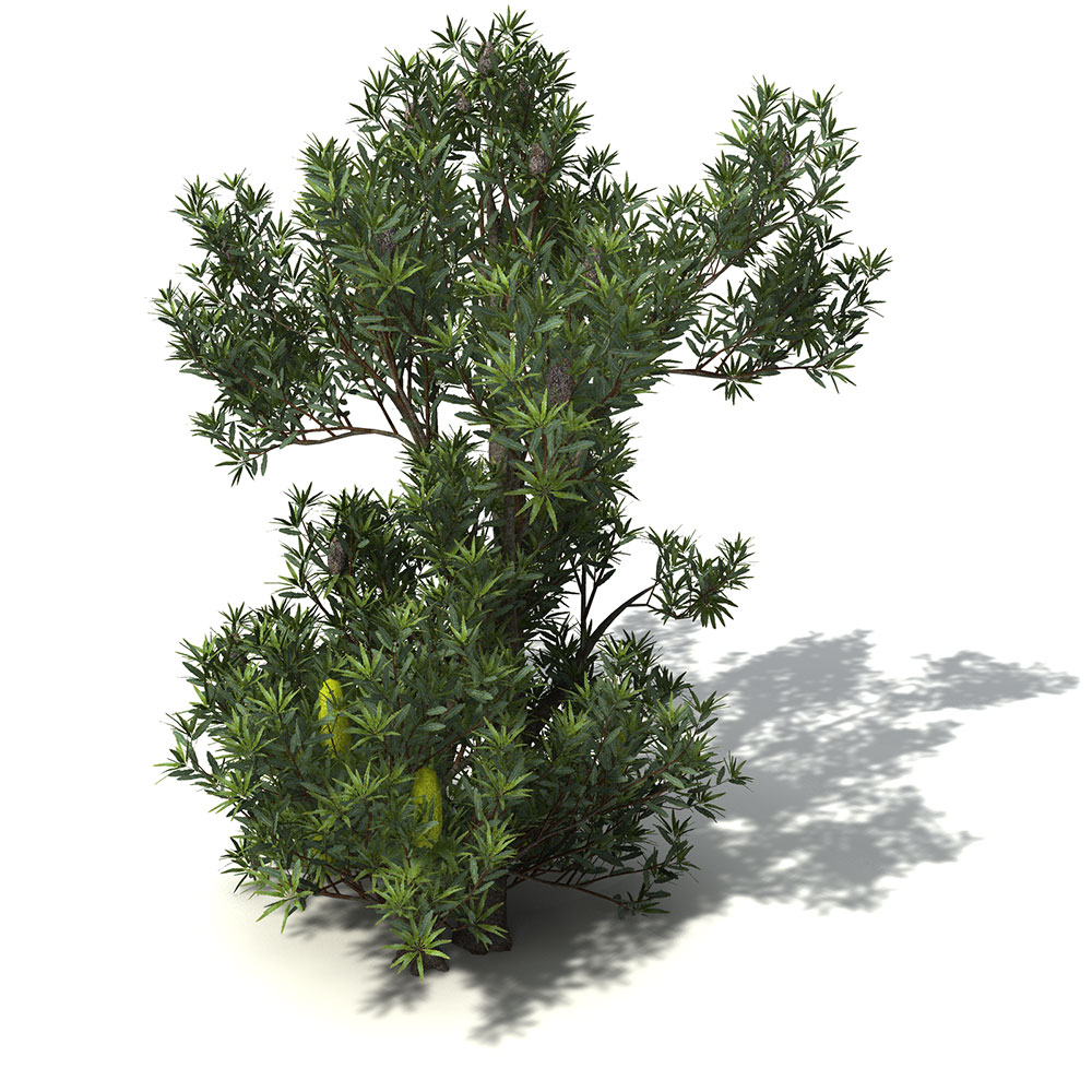 锯山龙眼树C4D模型 Saw Banksia - C4D之家 - OC26_7_pers.jpg