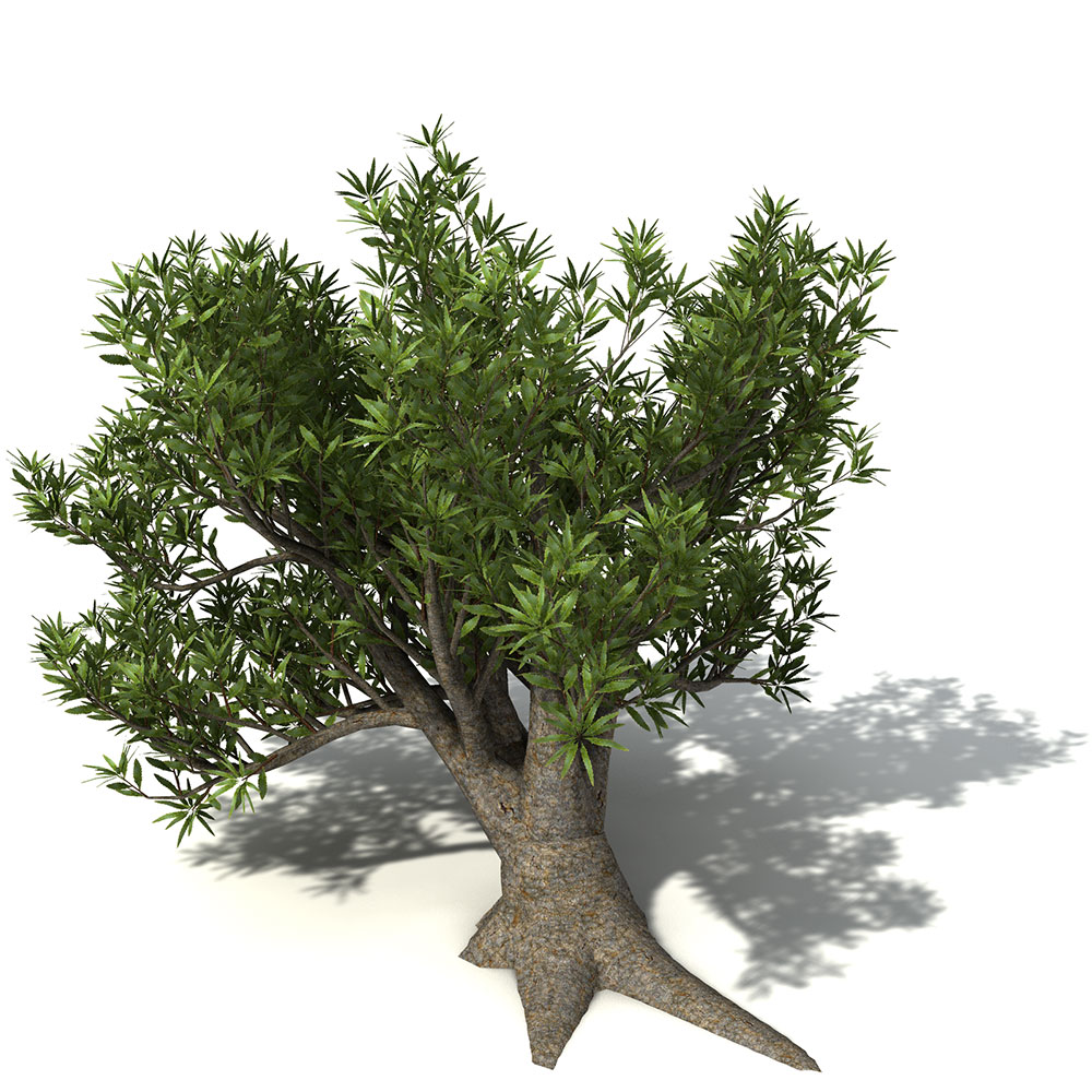 锯山龙眼树C4D模型 Saw Banksia - C4D之家 - OC26_8_pers.jpg
