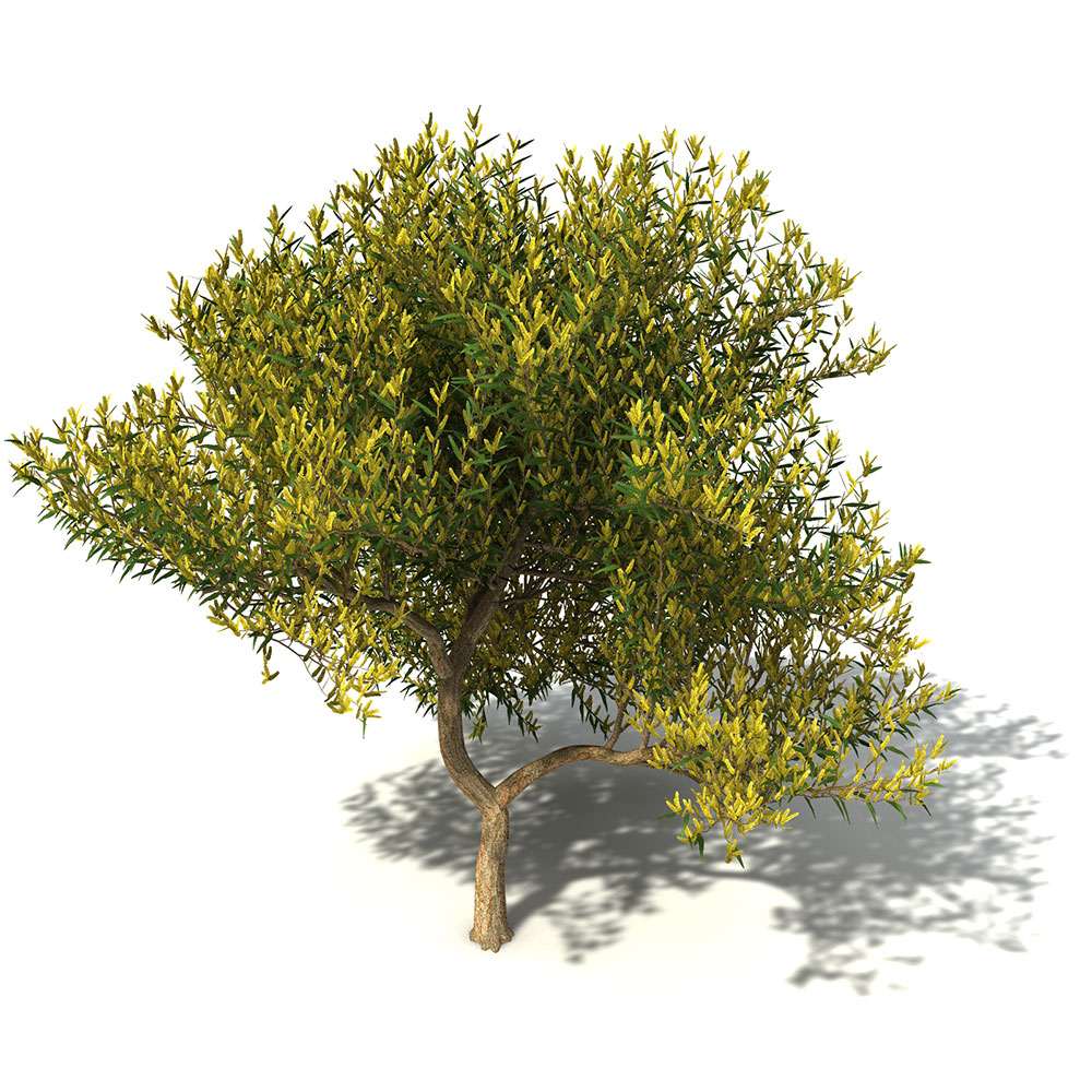 金合欢树C4D模型 Coastal Wattle - C4D之家 - OC41_9_pers.jpg