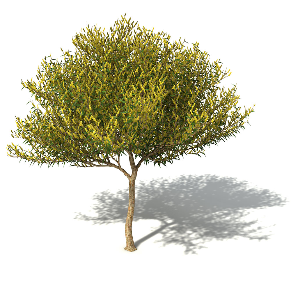 金合欢树C4D模型 Coastal Wattle - C4D之家 - OC41_7_pers.jpg