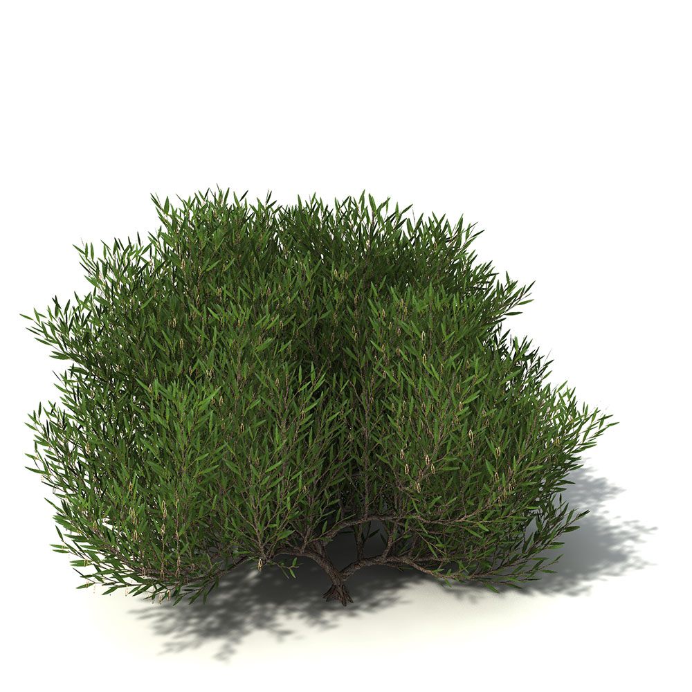 金合欢树C4D模型 Coastal Wattle - C4D之家 - OC41_5_pers.jpg