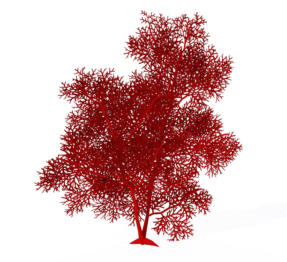 海扇C4D模型 Giant Sea Fan