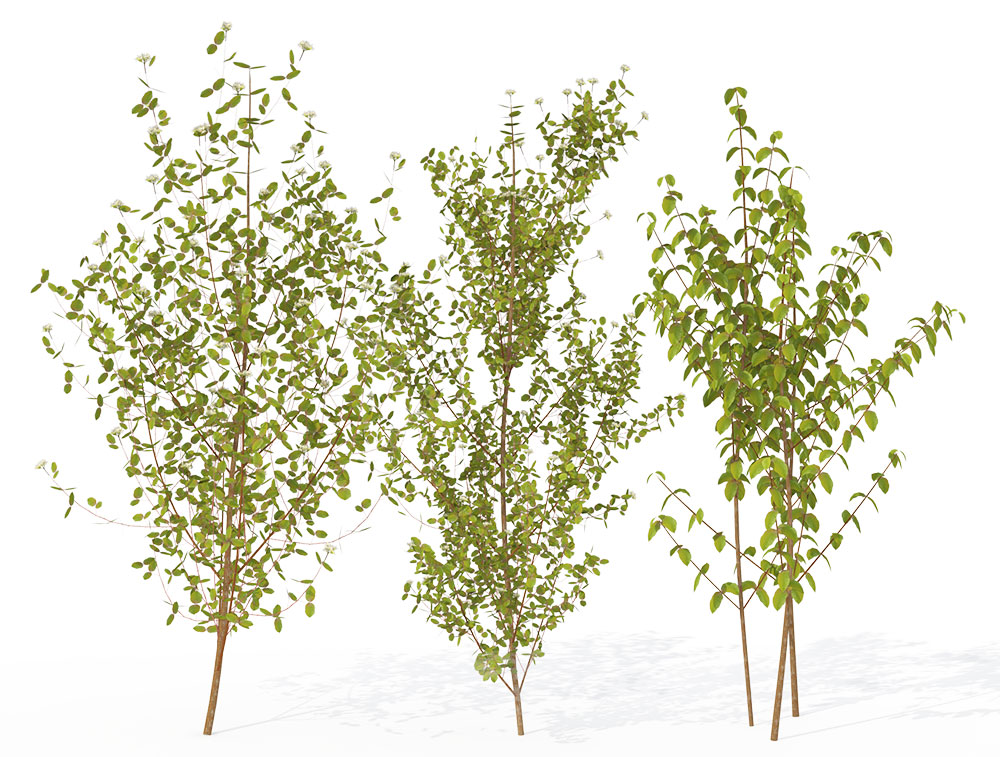 欧洲红瑞木C4D模型 Cornus sanguinea - C4D之家 - SH03_3pers.jpg