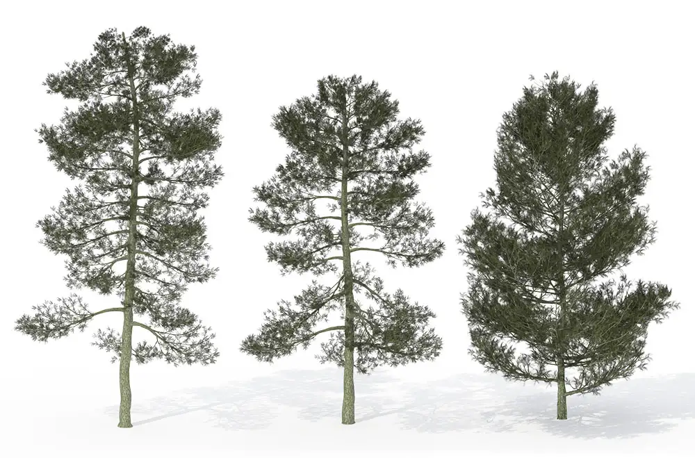 松树C4D模型 Bishop Pine