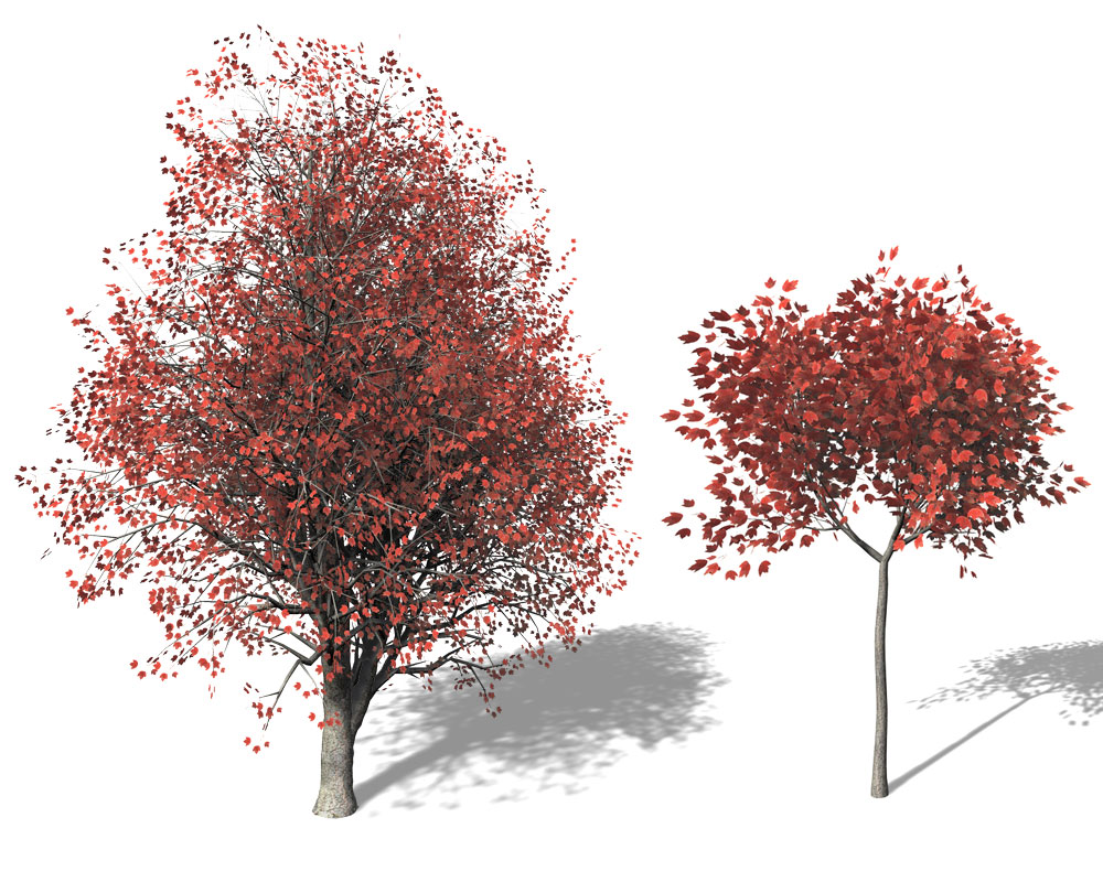 红枫树C4D模型 Red Maple - C4D之家 - EA01a_pers.jpg