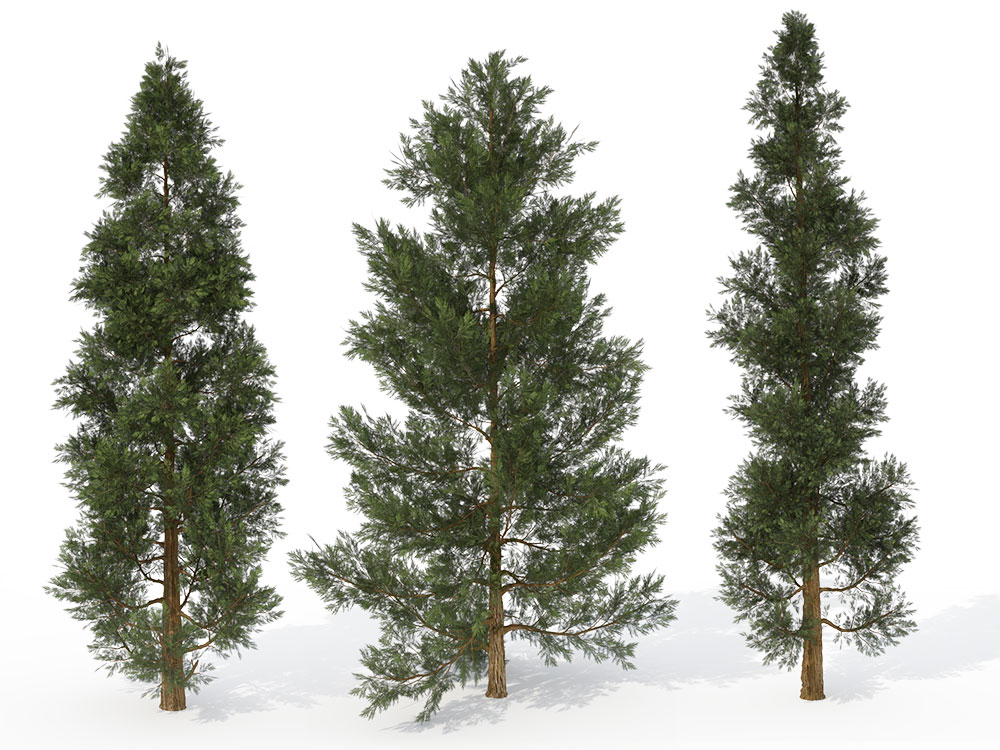 香杉树C4D模型 Incense Cedar 3d model - C4D之家 - WE04y_pers.jpg