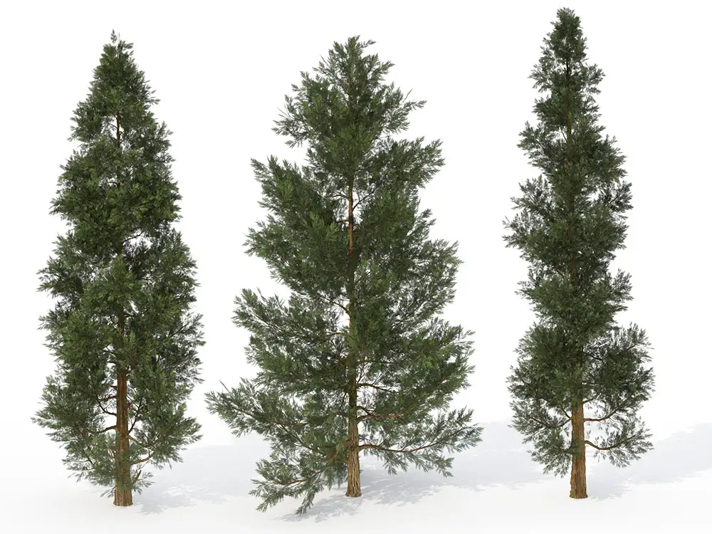 香杉树C4D模型 Incense Cedar 3d model