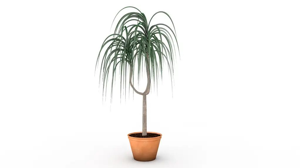 植物盆景C4D模型 plant 3d model