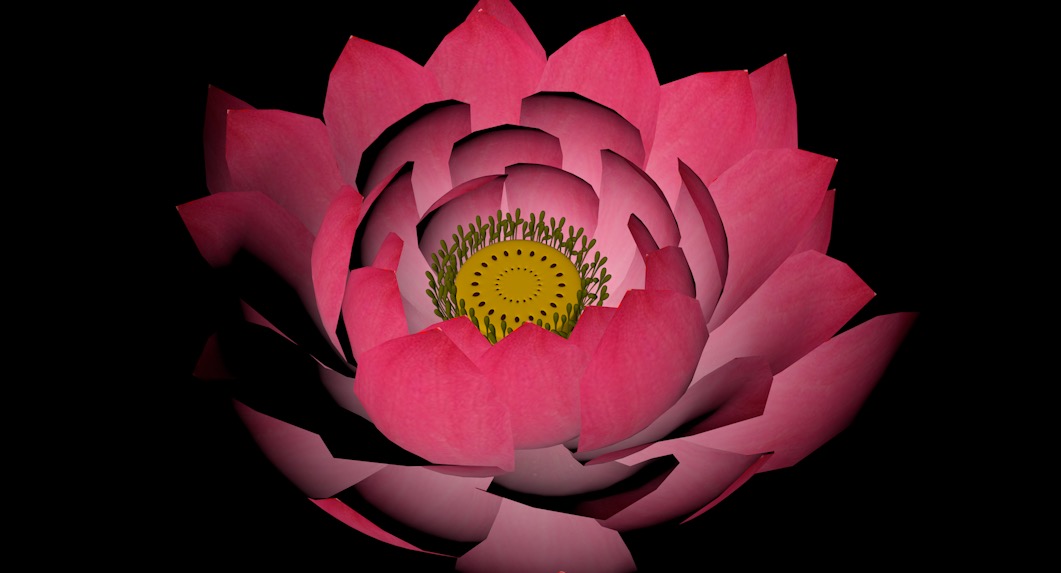 荷花C4D模型 Lotus 3d model